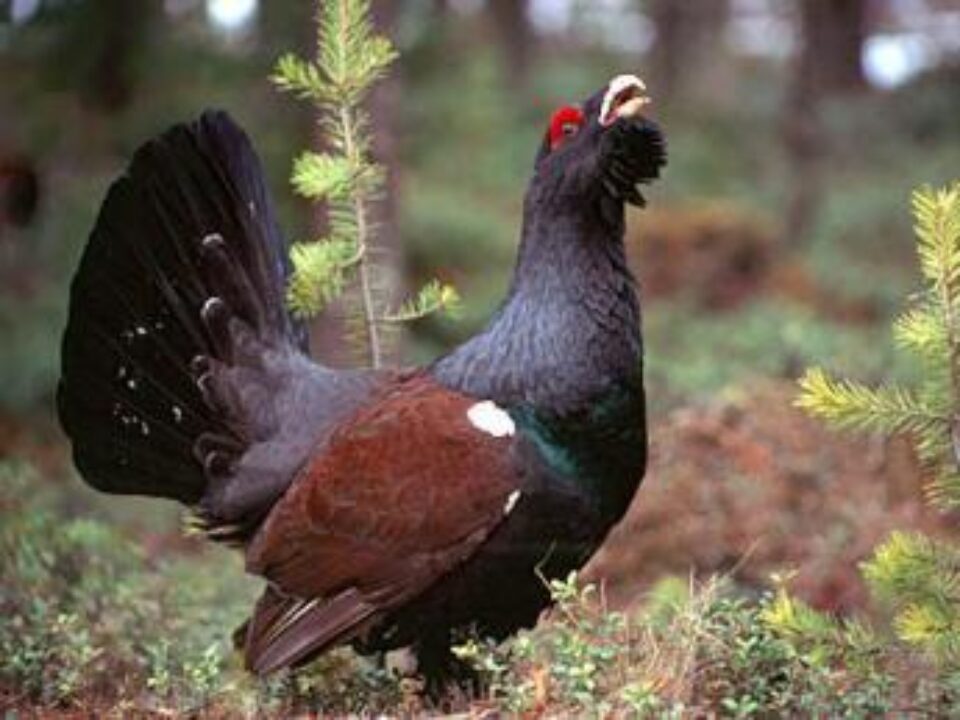 Se deschide un nou sezon de vânătoare, la cocoși de munte. Foto: mirceaeliade.wikispaces.com