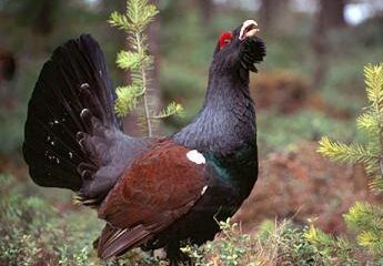 Se deschide un nou sezon de vânătoare, la cocoși de munte. Foto: mirceaeliade.wikispaces.com