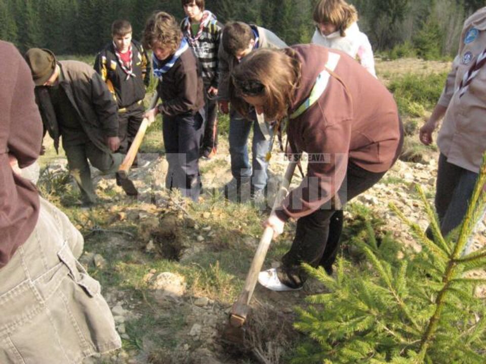 Acțiune: Deal de lângă Mănăstirea Putna, plantat cu puieți de cercetașii suceveni