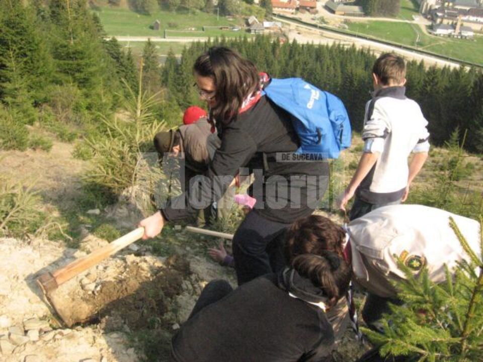 Acțiune: Deal de lângă Mănăstirea Putna, plantat cu puieți de cercetașii suceveni