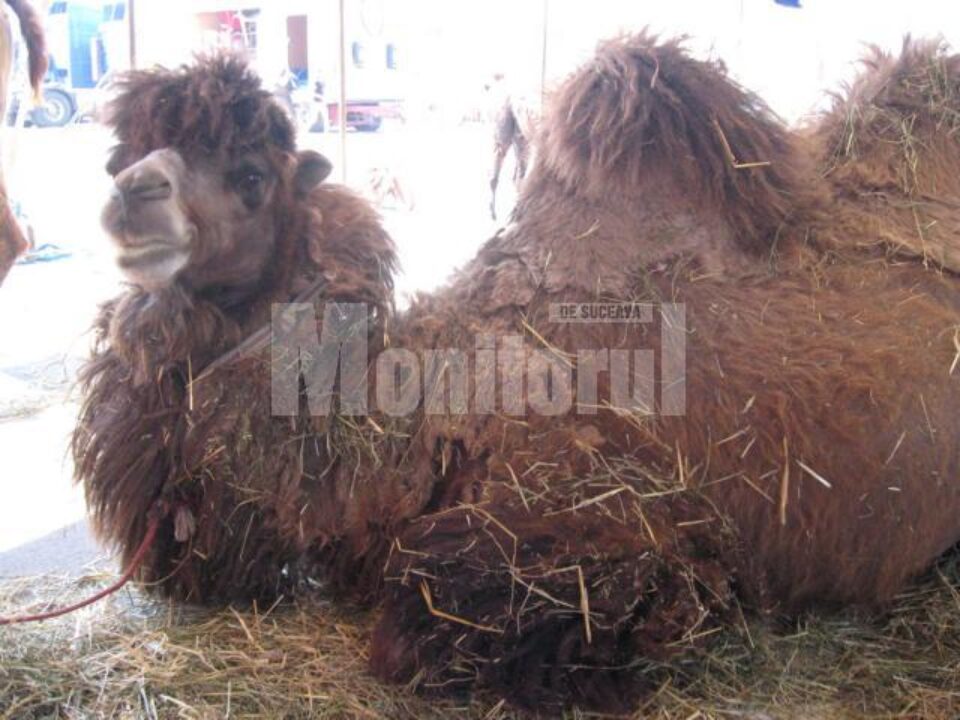 Cămilele sunt prietenoase cu toată lumea