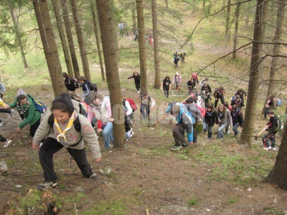 Acțiune: Deal de lângă Mănăstirea Putna, plantat cu puieți de cercetașii suceveni