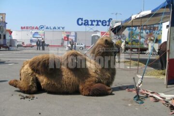 Sâmbăta și duminica spectacolele circului Europa au loc la orele 15.00 și 18.00