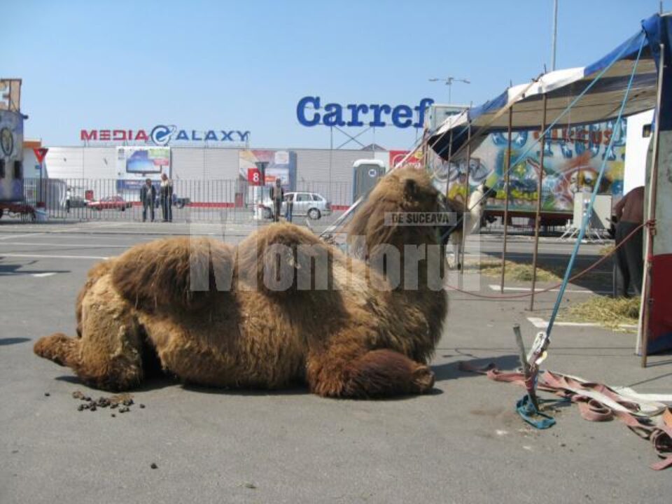 Sâmbăta și duminica spectacolele circului Europa au loc la orele 15.00 și 18.00