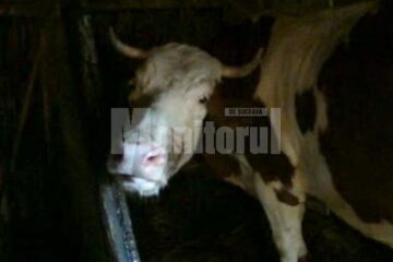 Din cele 12 cazuri de rabie din acest an, unul a fost diagnosticat la vacă