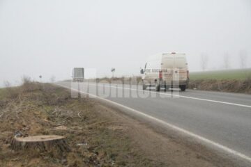 Abordare greșită: Arborii de pe marginea șoselelor, tăiați si incendiați
