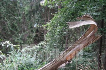 Tăieri ilegale de arbori în pădurea Obștii Berchișești