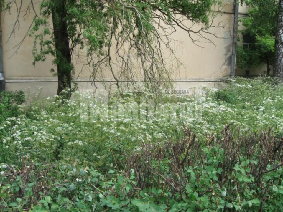 Parcul de la Spitalul Vechi, populat de ciori și năpădit de bălării