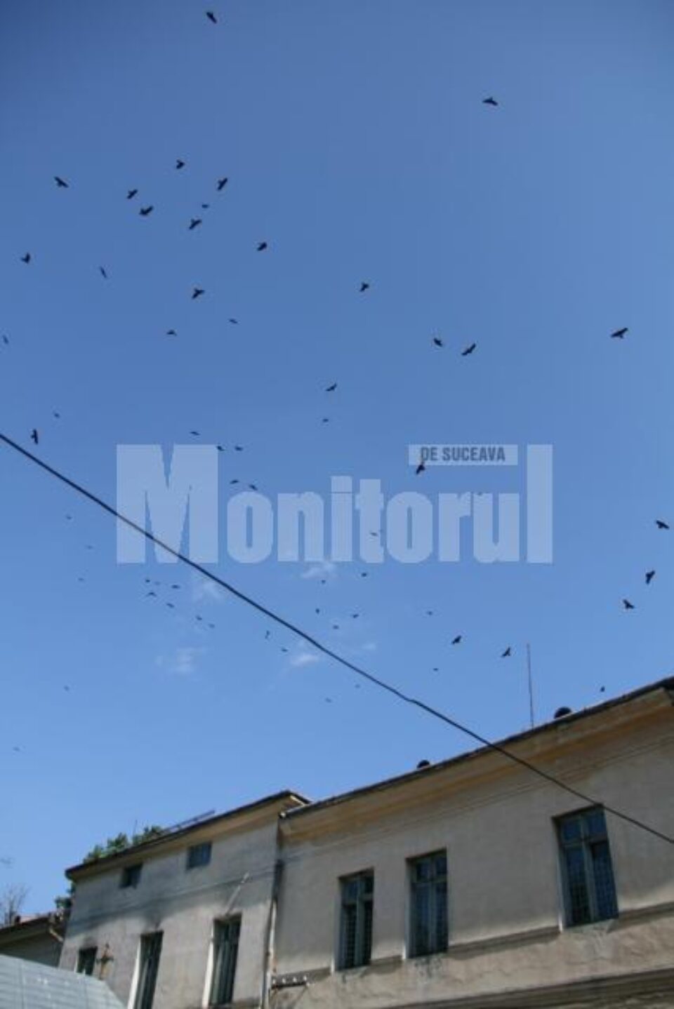 Bolnavii internați la Spitalul Vechi spun că croncănitul ciorilor ar scoate din minți și un om sănătos Bolnavii internați la Spitalul Vechi spun că croncănitul ciorilor ar scoate din minți și un om sănătos