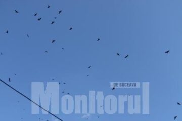 Bolnavii internați la Spitalul Vechi spun că croncănitul ciorilor ar scoate din minți și un om sănătos