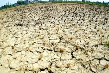 Fermierii ale căror terenuri vor fi afectate de secetă ar putea să primească despăgubiri. Foto: AFP/MEDIAFAX