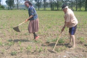 Seceta care amenință cea mai mare parte a țării creează mari probleme și în județul Suceava. Foto: www.eurobusiness.md