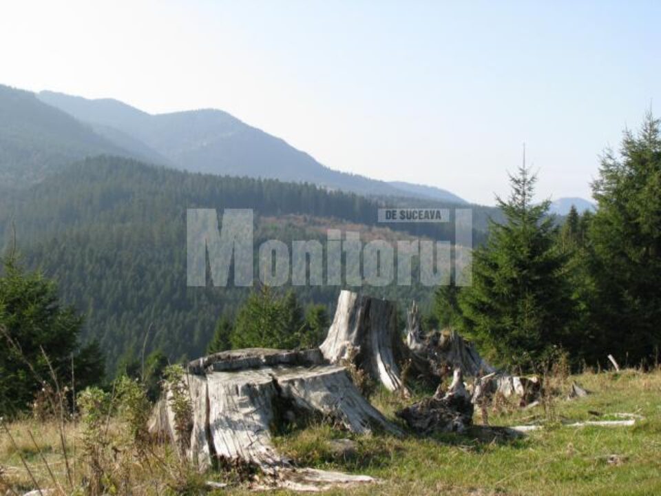 Direcția Silvică era obligată să sisteze exploatările de pe suprafețele de pădure revendicate de Fondul Bisericesc Ortodox