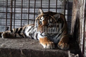 De câteva zile: „Colț zoologic” deschis publicului, la Ilișești