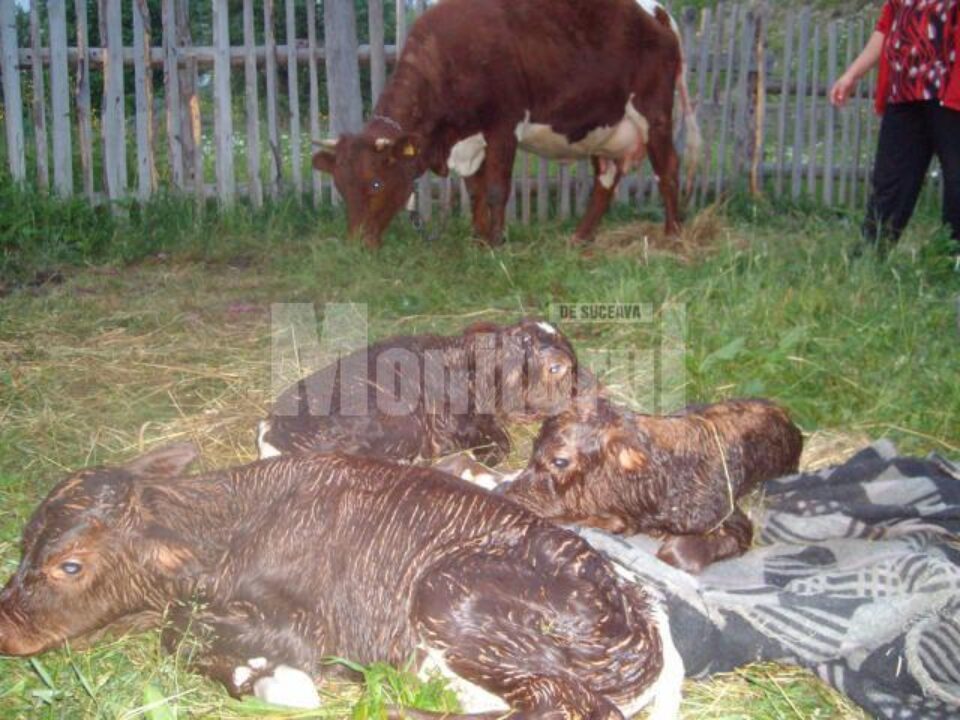 Vaca cu cei trei viței