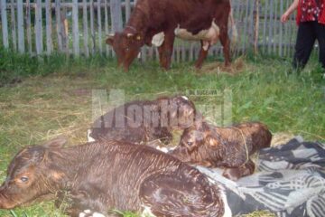 Vaca cu cei trei viței