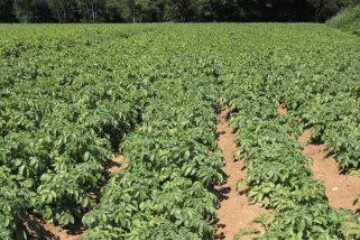 În județ, cartoful a fost însămânțat pe 24.829 de hectare de teren