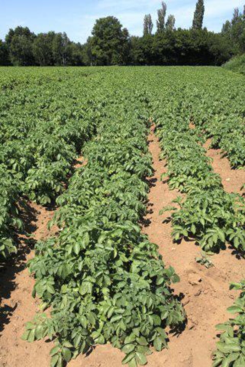 În județ, cartoful a fost însămânțat pe 24.829 de hectare de teren