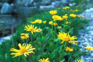 Arnica este recomandată în creșterea imunității organismului. Foto: ALAMY
