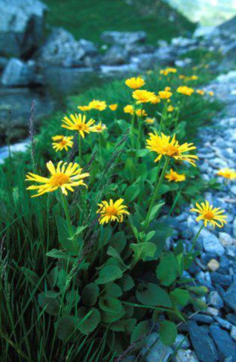 Arnica este recomandată în creșterea imunității organismului. Foto: ALAMY