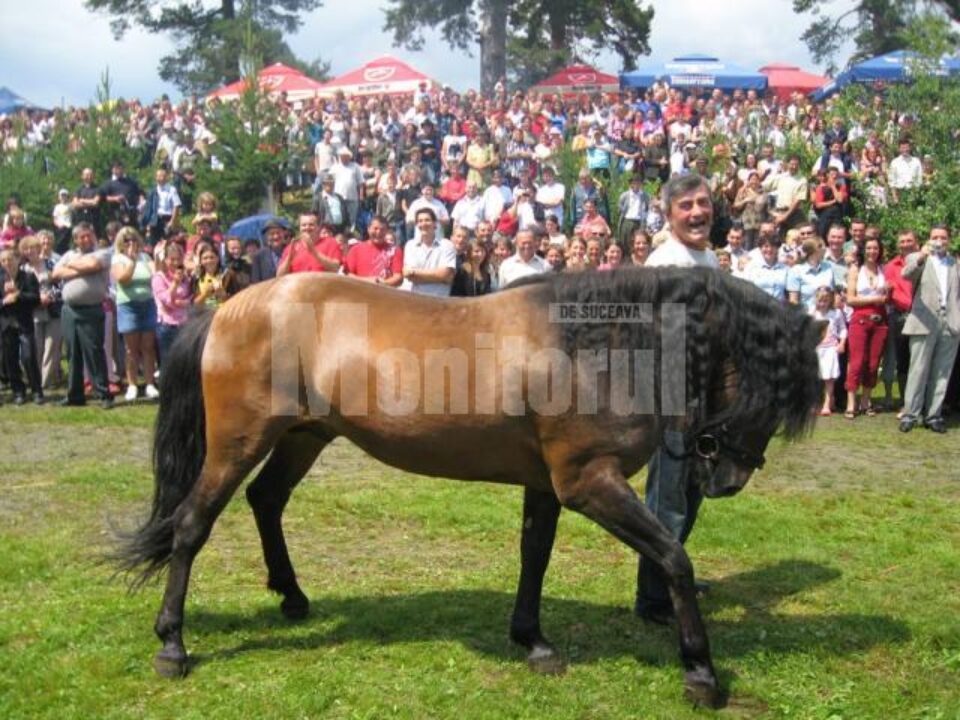 Salutul calului huțul
