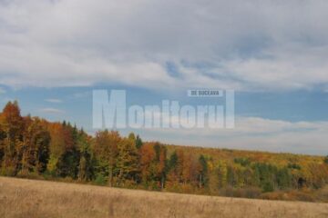 Pădurea ce înconjoară satul Dragomirna oferă un peisaj încântător Pădurea ce înconjoară satul Dragomirna oferă un peisaj încântător