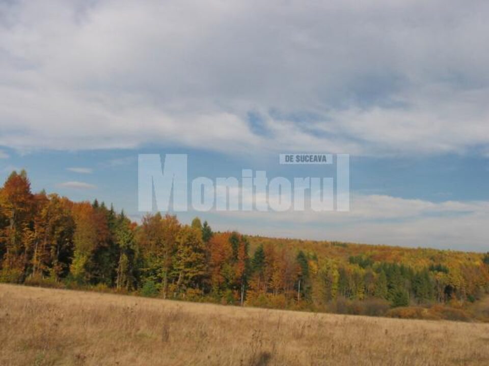 Pădurea ce înconjoară satul Dragomirna oferă un peisaj încântător Pădurea ce înconjoară satul Dragomirna oferă un peisaj încântător