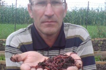 Petre Diaconița, primul crescător de râme autorizat din țară. Foto: EVZ