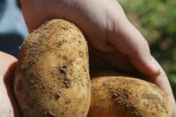 De frica poliției, hoții au abandonat cartofii furați la marginea tarlalei. Foto: CORBIS