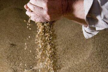 Producția medie obținută a fost de 2.911 kilograme de grâu la hectar Foto: JUICE IMAGES