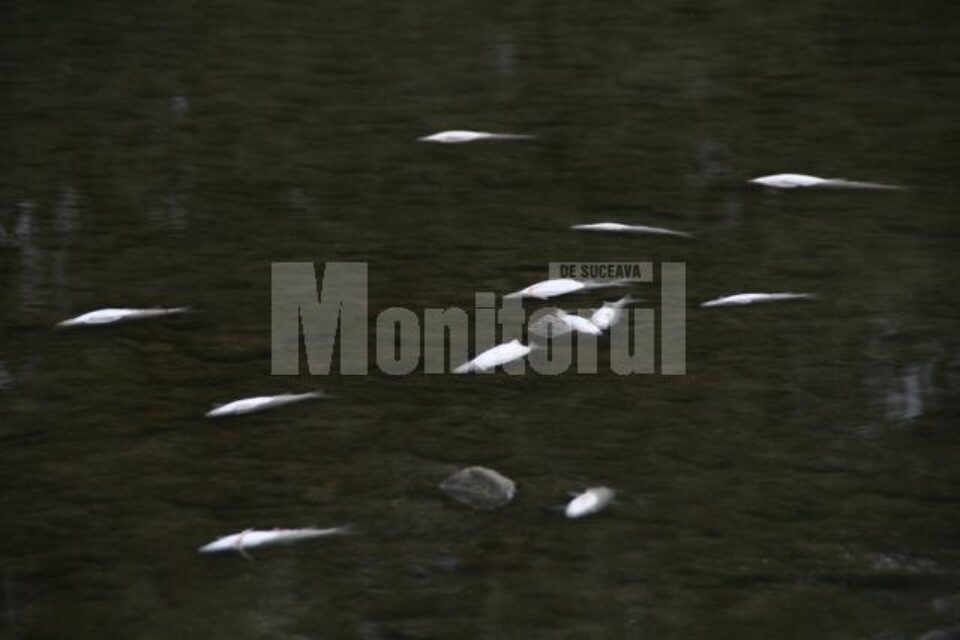 În râul Suceava, pești morți