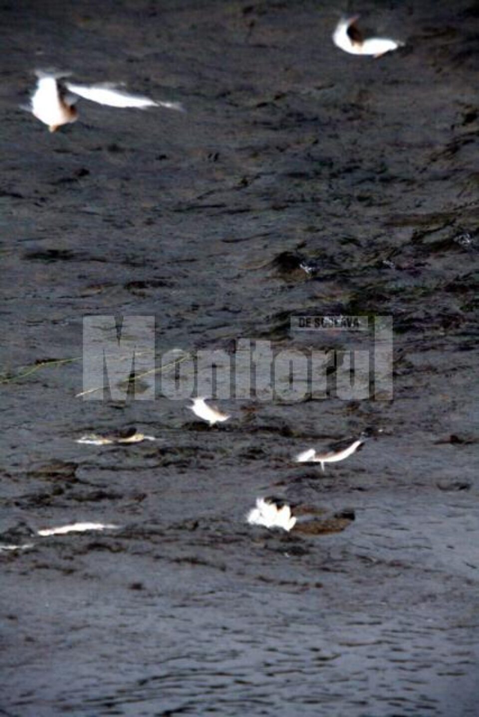 Peștii au murit din cauza poluării cu substanțe petroliere