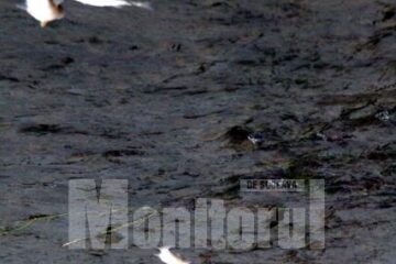 Peștii au murit din cauza poluării cu substanțe petroliere