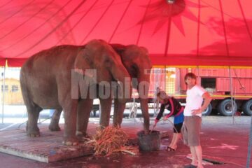 Elefanții Carla și Rani au ajuns la Suceava