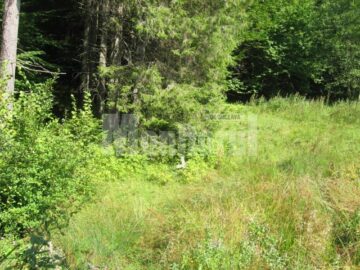 Lecție: Cele mai tari poduri din județ, construite de italieni la Mălini