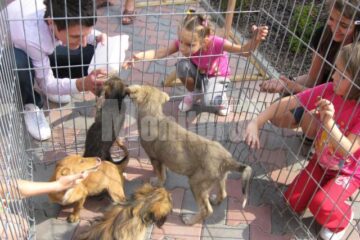 Târgul de adopții de animale de companie