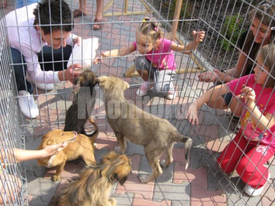 Târgul de adopții de animale de companie