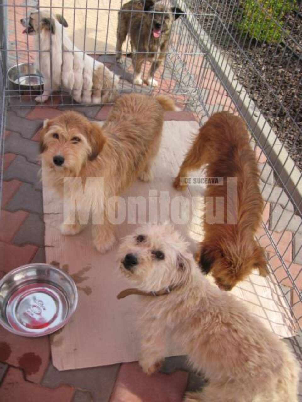 Târgul de adopții de animale de companie