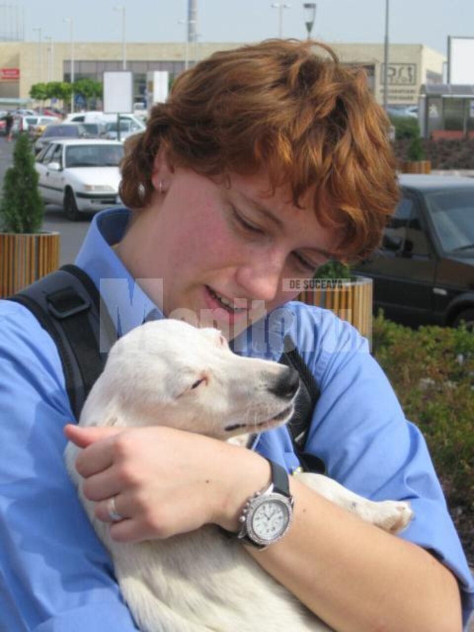 Târgul de adopții de animale de companie