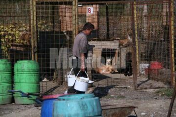 Campanie: Aproape 60 de câini vagabonzi, sterilizați în numai două zile