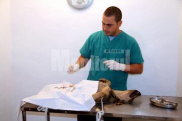 Campanie: Aproape 60 de câini vagabonzi, sterilizați în numai două zile