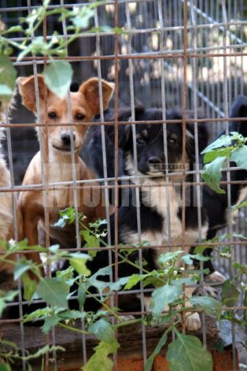 Campanie: Aproape 60 de câini vagabonzi, sterilizați în numai două zile