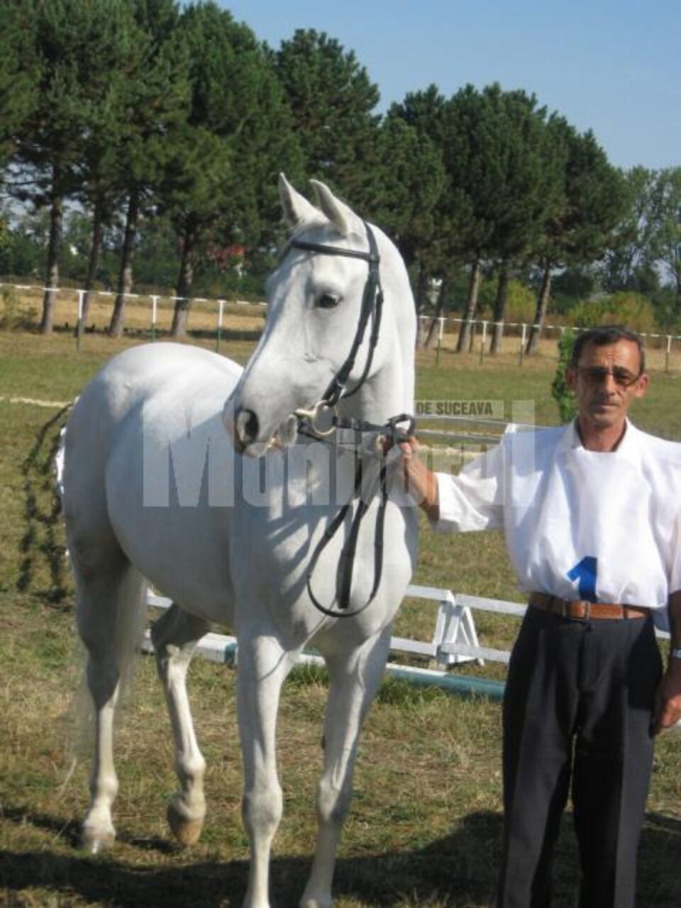 Shaganah - cea mai frumoasa iapă Shagya, proprietatea unui sirian