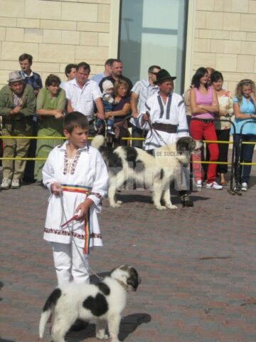 Ciobanesti de Bucovina