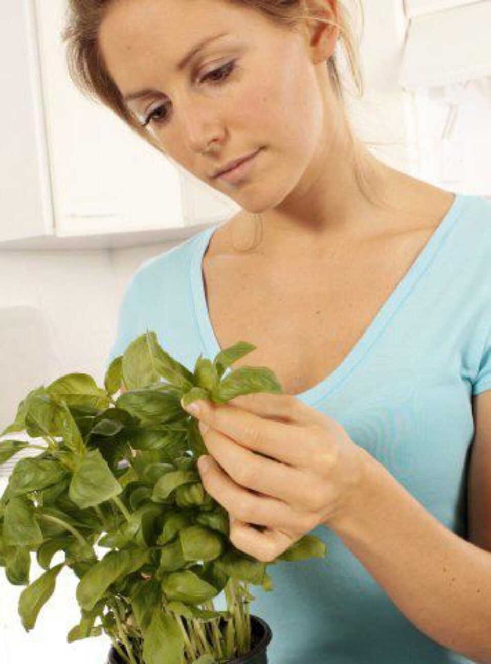 Busuiocul este folosit de secole în medicina naturistă Foto: FoodFolio Busuiocul este folosit de secole în medicina naturistă Foto: FoodFolio