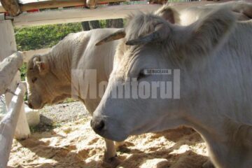Două taurine uriașe de culoare bej din Moara, din rasa Charolaise