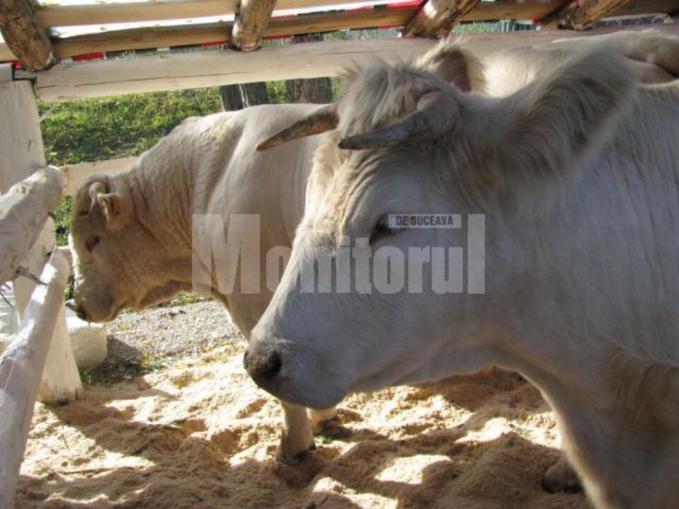 Două taurine uriașe de culoare bej din Moara, din rasa Charolaise