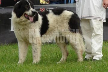 Duminică: Expoziție de câini rasa Ciobănesc de Bucovina, la Vatra Dornei