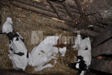 Subvenția pe cap de bovină este stabilită în acest an la 571 de lei