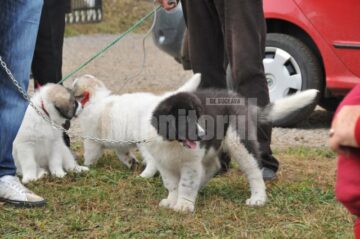 Regalul Ciobănescul de Bucovina